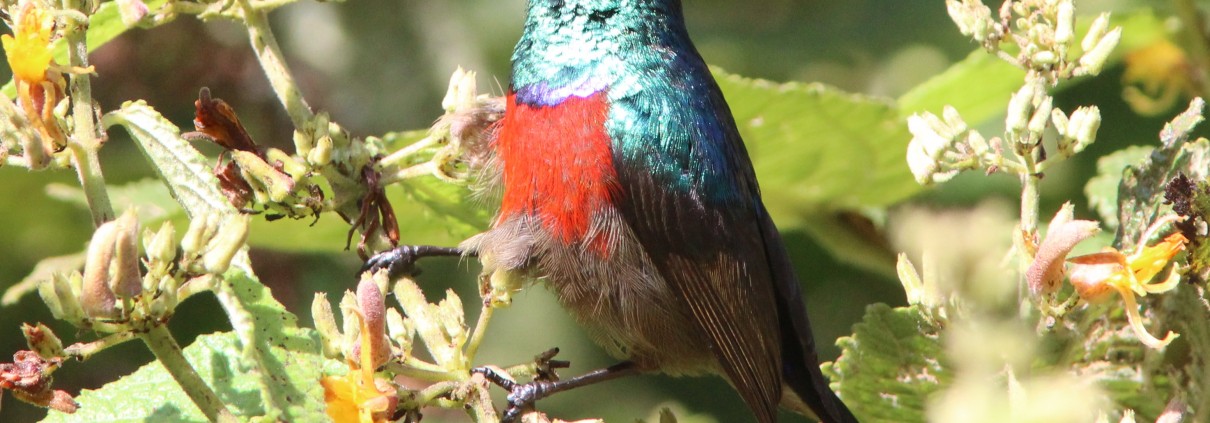 Birds in Kakamega Forest: A Haven of Avian Diversity FullSizeRender 1210x423