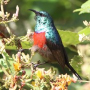 Birds in Kakamega Forest: A Haven of Avian Diversity FullSizeRender 180x180