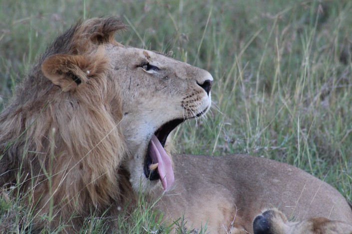 featured images FEATURED IMAGES Lion Masai Mara 705x470