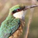 featured images FEATURED IMAGES Somali bee eater 80x80