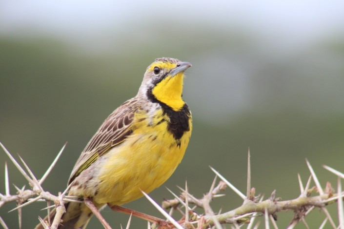 [object object] Bird Watching Kenya Yellow throated longclaw 705x470