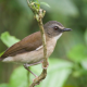 Birdwatching Safaris in Kakamega Forest: A Paradise for Bird Lovers Brown chested alethe 80x80
