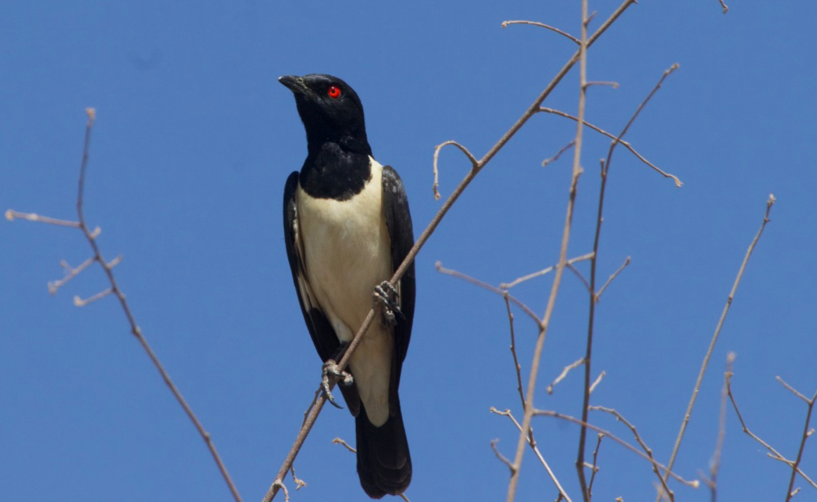 [object object] PHOTOS Magpie starling