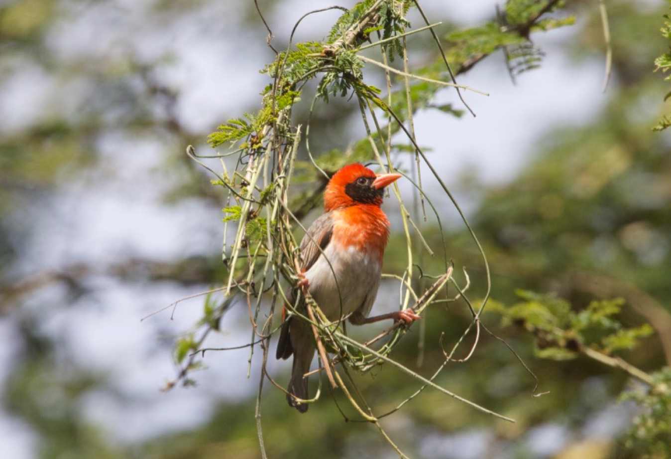 [object object] PHOTOS Red headed weaver