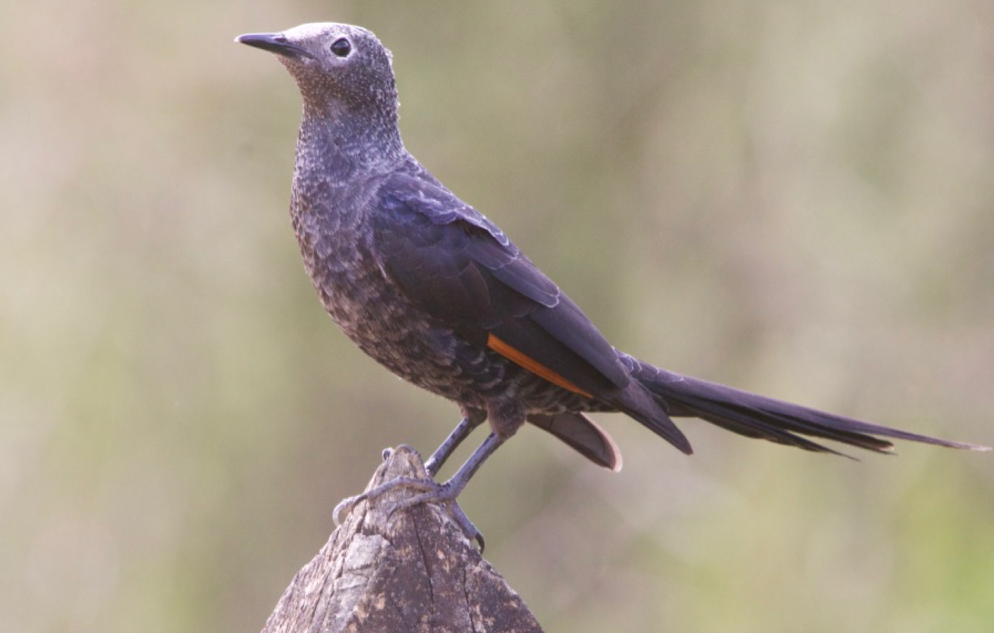 PHOTOS Slender tailed starling