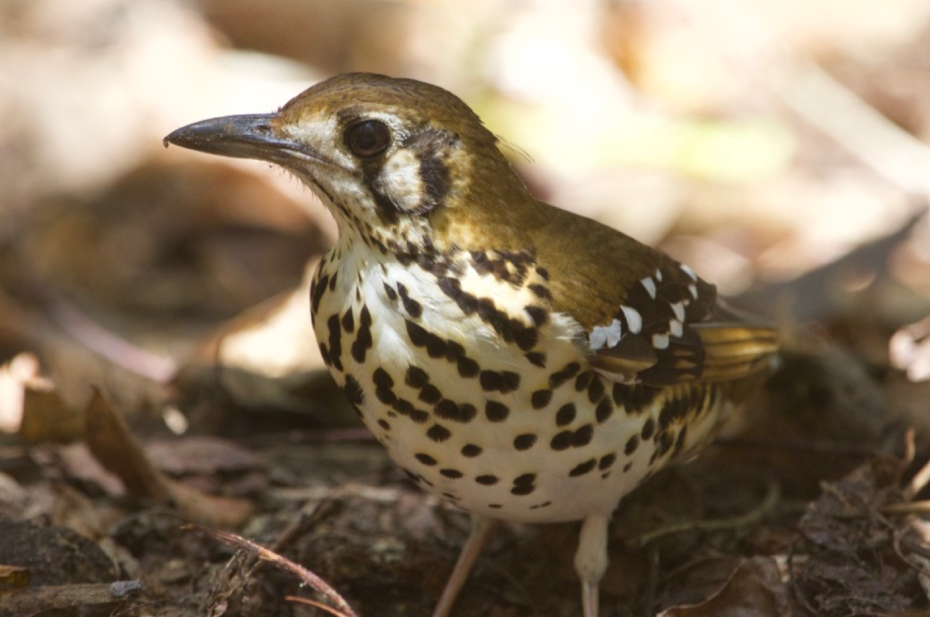 [object object] PHOTOS Spotted ground thrush