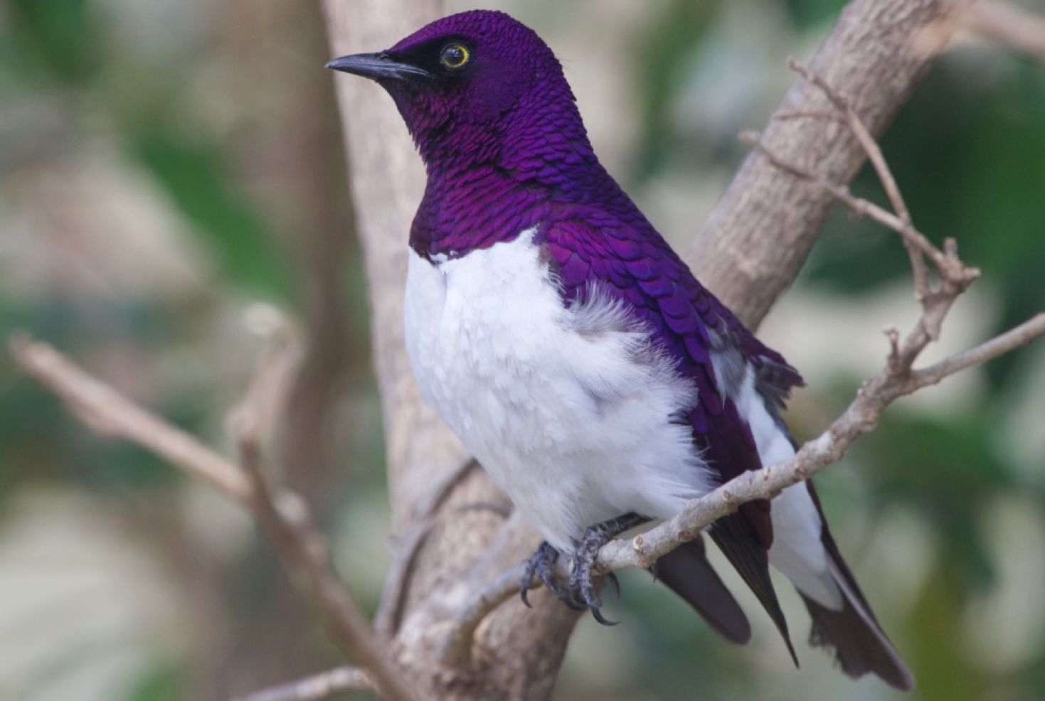 [object object] PHOTOS Violet backed starling