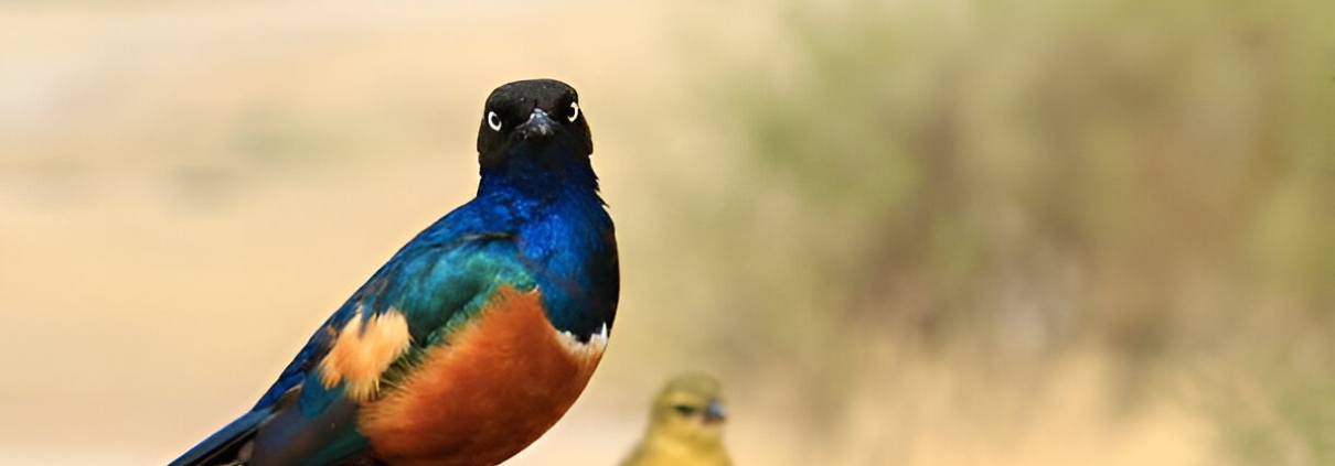 Birdwatching Safaris in Amboseli National Park : A Haven for Bird Enthusiasts Amboseli National park birds 1210x423