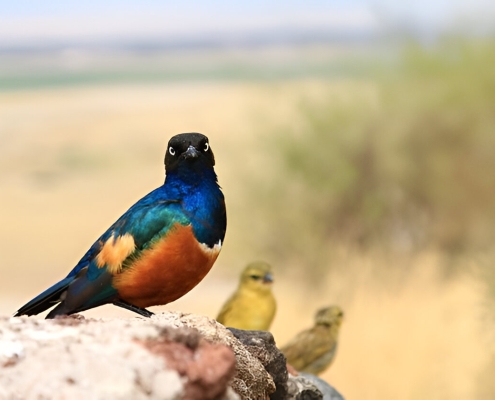 [object object] Bird Watching in Kenya Amboseli National park birds 495x400 [object object] Bird Watching in Kenya Amboseli National park birds 495x400