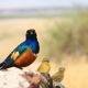 Birdwatching Safaris in Masai Mara : A Paradise for Bird Lovers Amboseli National park birds 80x80