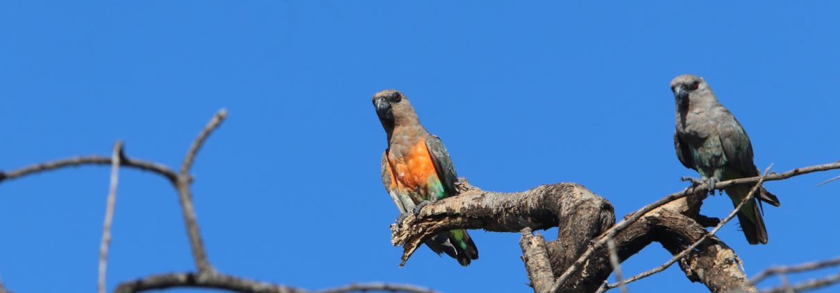 Birdwatching Safaris in Samburu, Marsabit, and Northern Kenya: A Birding Haven in the Wild WhatsApp Image 2025 03 20 at 18