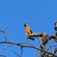 Birdwatching Safaris in Lake Naivasha : A Birding Paradise in Kenya WhatsApp Image 2025 03 20 at 18