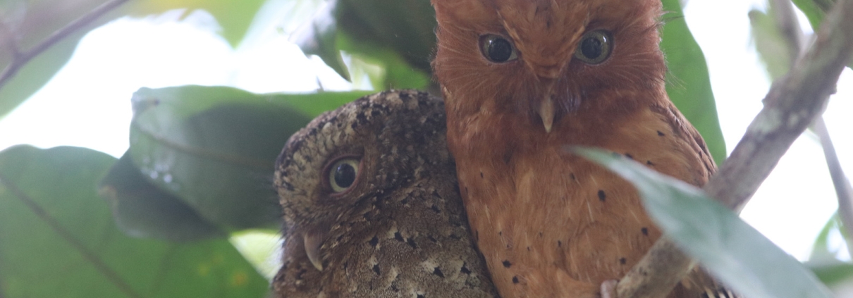Birdwatching Safaris in Arabuko Sokoke Forest : A Hidden Birding Gem in Kenya WhatsApp Image 2025 03 20 at 18