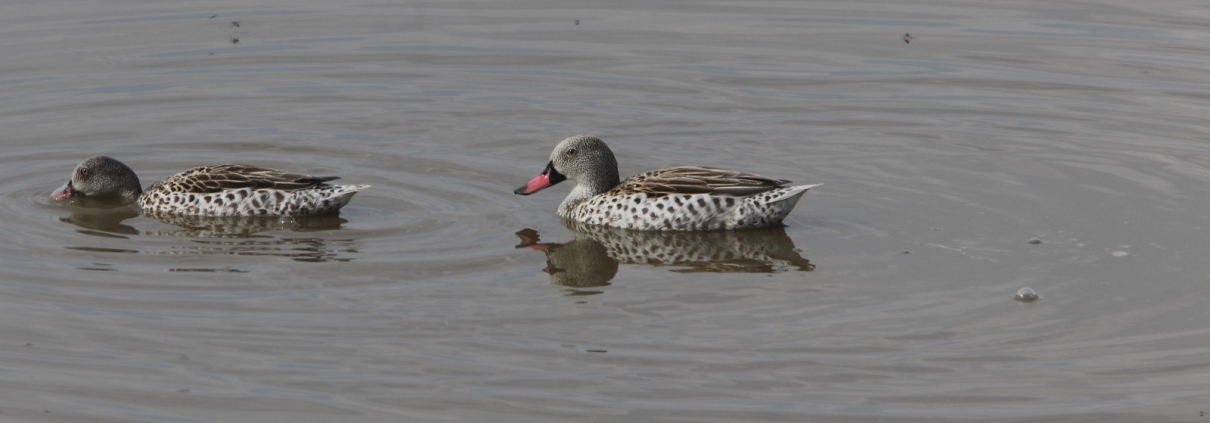 Birdwatching Safaris in Lake Naivasha : A Birding Paradise in Kenya WhatsApp Image 2025 03 20 at 18 [object object] Bird Watching Kenya WhatsApp Image 2025 03 20 at 18