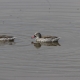 Birdwatching Safaris in Samburu, Marsabit, and Northern Kenya: A Birding Haven in the Wild WhatsApp Image 2025 03 20 at 18