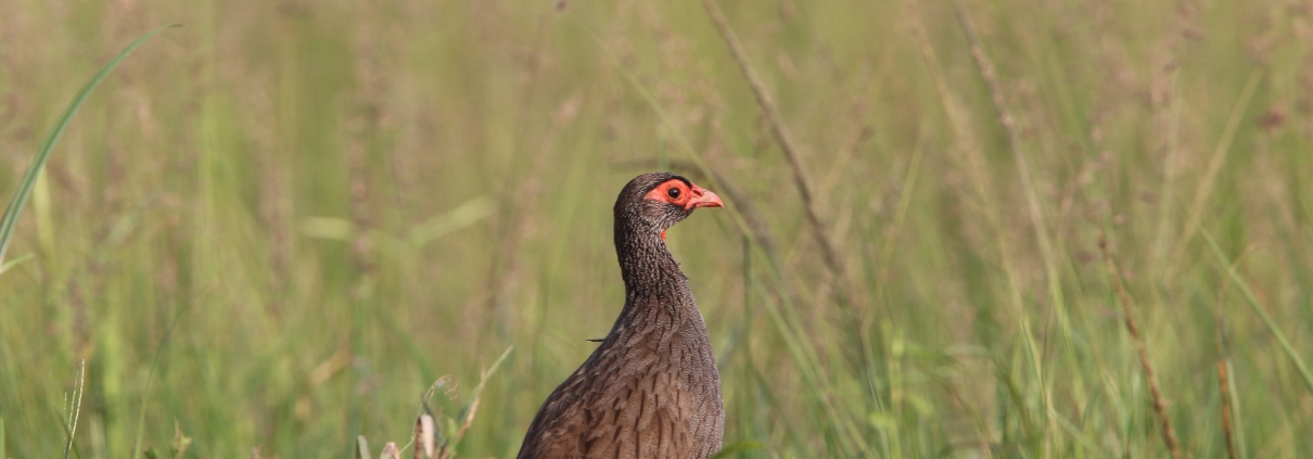 Birdwatching Safaris in Masai Mara : A Paradise for Bird Lovers WhatsApp Image 2025 03 20 at 18