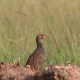 Birdwatching Safaris in Lake Nakuru National Park: A Haven for Flamingos and More WhatsApp Image 2025 03 20 at 18