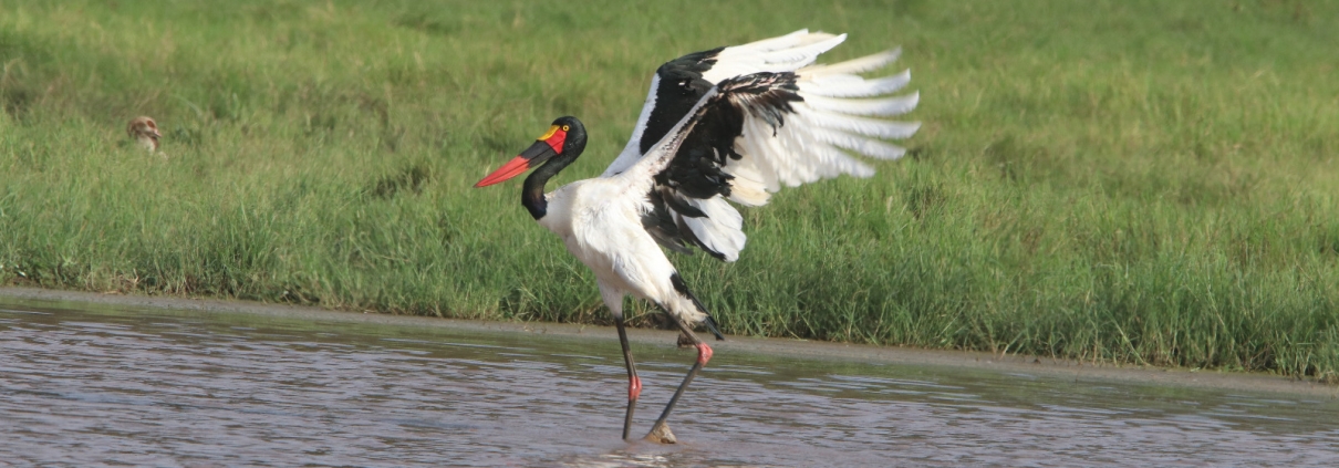 Birds in Lake Nakuru  Birdwatching Safaris in Lake Nakuru National Park: A Haven for Flamingos and More WhatsApp Image 2025 03 20 at 18