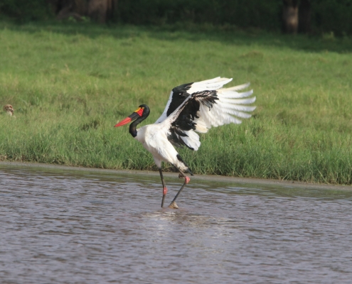 Birds in Lake Nakuru [object object] Bird Watching in Kenya WhatsApp Image 2025 03 20 at 18 [object object] Bird Watching in Kenya WhatsApp Image 2025 03 20 at 18