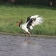 Birds in Lake Nakuru  Birdwatching Safaris in Mt Kenya, Birding in Mt Kenya: A High-Altitude Birding Adventure WhatsApp Image 2025 03 20 at 18