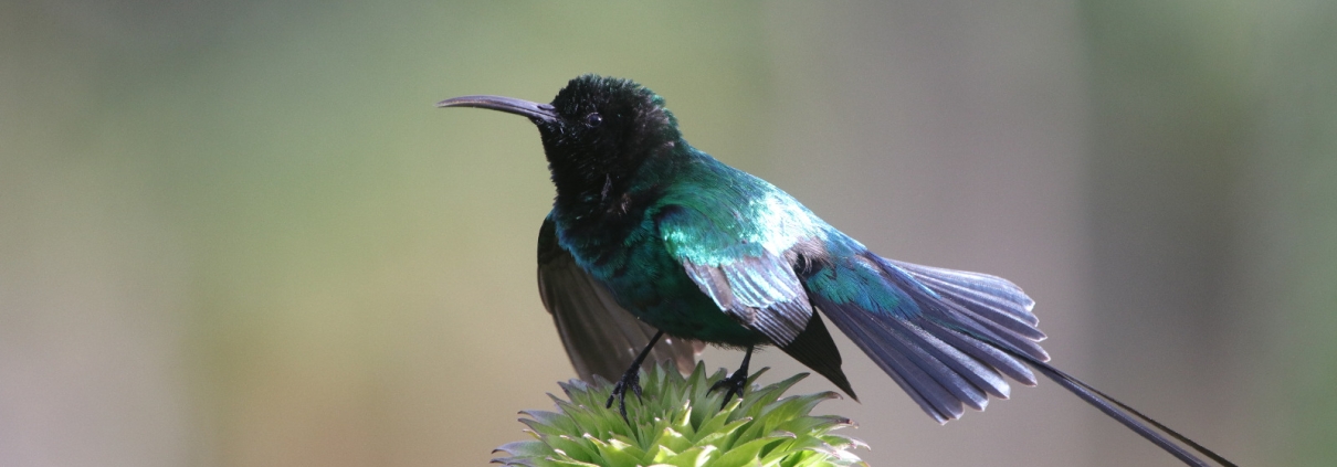 Birding in Mt Kenya  Birdwatching Safaris in Mt Kenya, Birding in Mt Kenya: A High-Altitude Birding Adventure WhatsApp Image 2025 03 20 at 18
