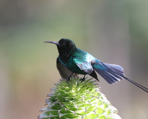 Birding in Mt Kenya [object object] Bird Watching in Kenya WhatsApp Image 2025 03 20 at 18 [object object] Bird Watching in Kenya WhatsApp Image 2025 03 20 at 18