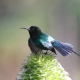Birding in Mt Kenya  Birdwatching Safaris in Lake Nakuru National Park: A Haven for Flamingos and More WhatsApp Image 2025 03 20 at 18