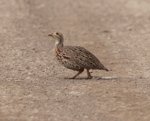 birding in nairobi national park [object object] Bird Watching in Kenya WhatsApp Image 2025 03 20 at 18 [object object] Bird Watching in Kenya WhatsApp Image 2025 03 20 at 18
