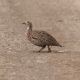 birding in nairobi national park  Birdwatching Safaris in Lake Baringo : A Must-Visit Birding Destination in Kenya WhatsApp Image 2025 03 20 at 18
