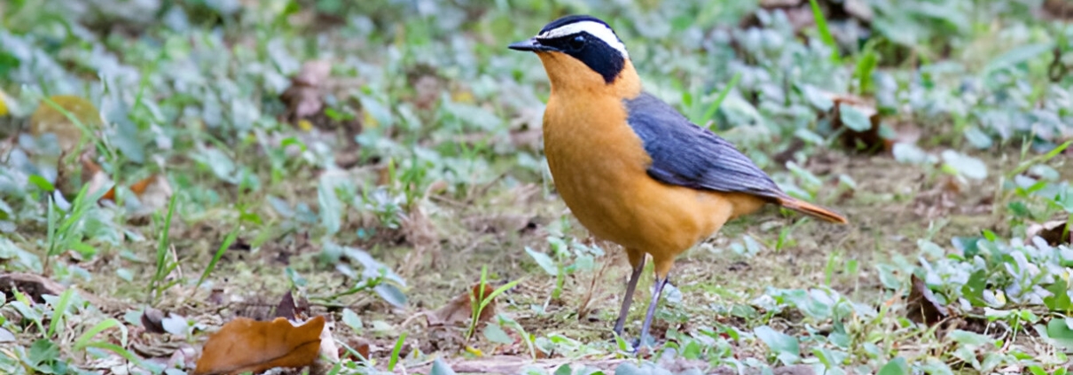 Birdwatching Safaris in Kakamega Forest: A Paradise for Bird Lovers bird watching in kakamega forest 1210x423