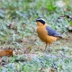 Birdwatching Safaris in Lake Baringo : A Must-Visit Birding Destination in Kenya bird watching in kakamega forest 80x80