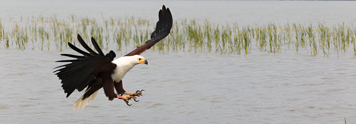 Birdwatching Safaris in Lake Baringo : A Must-Visit Birding Destination in Kenya birds in lake baringo 1210x423