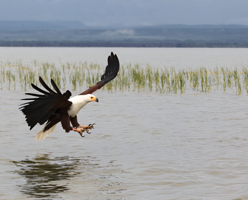[object object] Bird Watching in Kenya birds in lake baringo 495x400 [object object] Bird Watching in Kenya birds in lake baringo 495x400