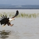 Birdwatching Safaris in Nairobi National Park: A Birding Paradise in the City birds in lake baringo 80x80