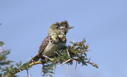 12-Day Kenya Birding Safari 0 1 410x250