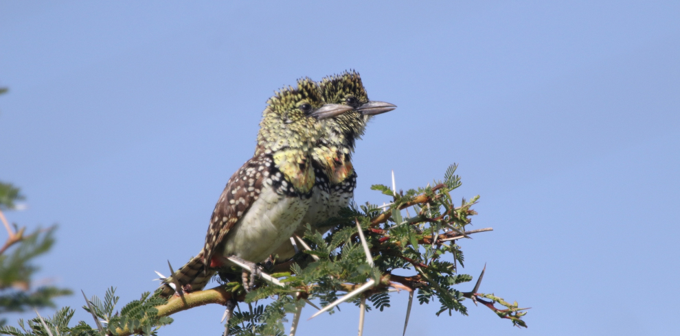 Trips 0 1 990x490  Trips 0 1 990x490