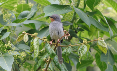 27 DAYS BIRDING &amp; MAMMAL PHOTOGRAPHY SAFARI – KENYA 6 410x250