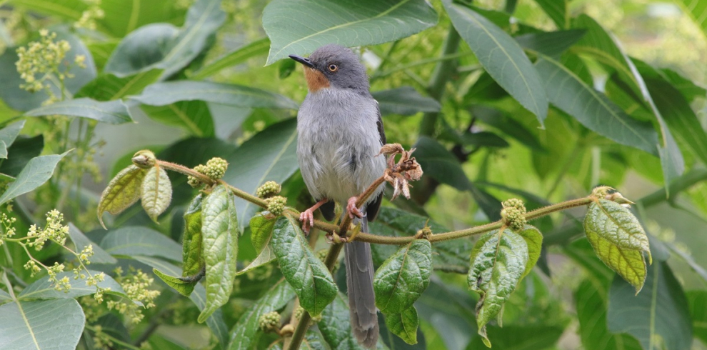 Trips 6 990x490  Trips 6 990x490