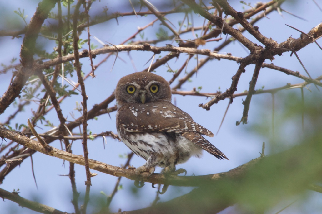 Bird watching safaris in kenya