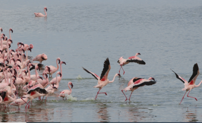 8 DAYS BIRDING &amp; MAMMAL SAFARI – KENYA slider 410x250